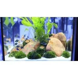 Arena Silice 5Kg Decorativaplantado Y Peces