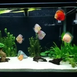 Arena Silice Blanca X 2,5Kg