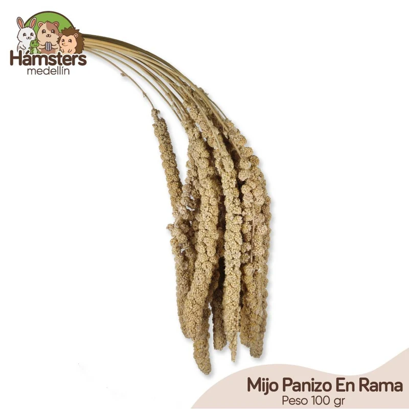 Mijo Panizo En Rama Enriquecimiento Ambiental